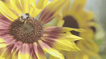 nowness nowness jardin great gardens GIF