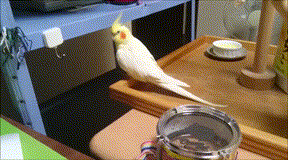 humorfmby  GIF