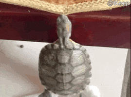 kedi funny turtle kedidir GIF