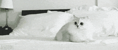alobuta  GIF