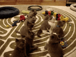 Americas Funniest Home Videos GIF by AFV Pets