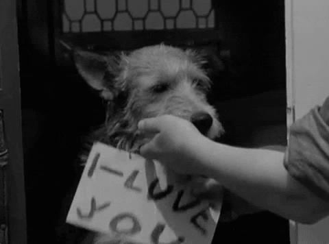 I love you dog gif by warner archive - find & share on giphy