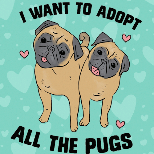 Dogs Adopt GIF by LookHUMAN