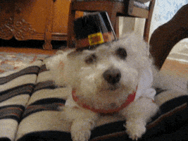 americas funniest home videos GIF by AFV Pets