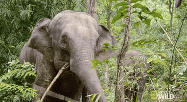 National Geographic Elephant GIF by Nat Geo Wild