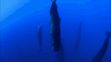 janapluscelso  GIF
