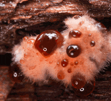 michellehoney mushroom insect fungi mycology GIF