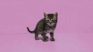 200.gif?cid=fc005b0830243e12d386c6dee88546476be1b450a187180c&rid=200.gif&ct=g