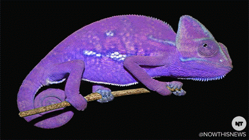 giphy.gif?cid=19f5b51ab8f94b2ee02fa608a4b221b9ff20f3ff34e57ed7&rid=giphy.gif