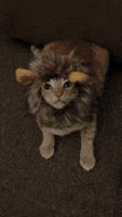Angry Leave Me Alone GIF by AFV Pets