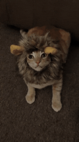 Angry-cat GIFs - Get the best GIF on GIPHY