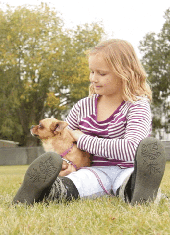 soundtrack donut corgi chihuahua chigi GIF