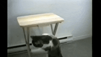 free funny cats GIF by AFV Pets