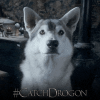 Game-of-thrones-ghosts GIFs - Get the best GIF on GIPHY