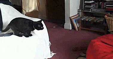 vin cat GIF
