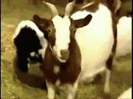 Shocked GIF by Random Goat