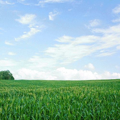 Corn Field Lol GIF by Robbie Cobb Find & Share on GIPHY