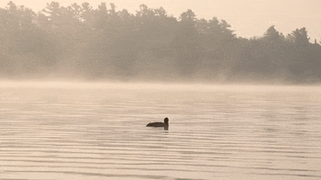 North Country Bird GIF by Adirondack Council