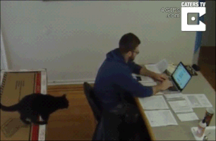 mulderfox  GIF