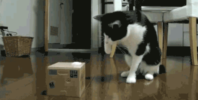 movinglabor fight cat box hiding GIF