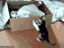 movinglabor cat box jelly mine GIF