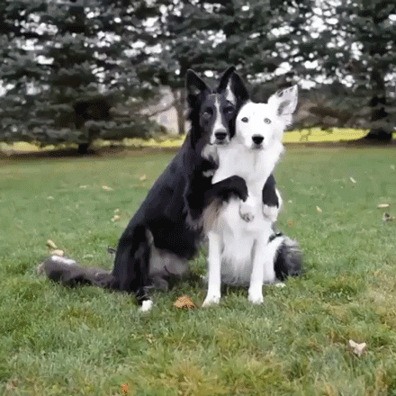 jtl doggie hugs! GIF