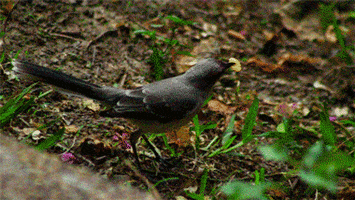 georgepalmer980 cereal killer pajaro bird GIF