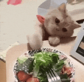Cat Food GIF