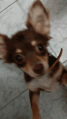 asor dog puppies chihuahua dancing dog GIF
