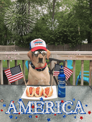 american dog GIF