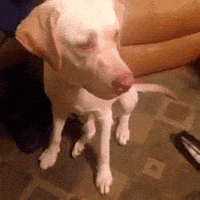 shocked dog GIF
