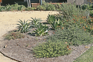 tonywagner california lawn GIF