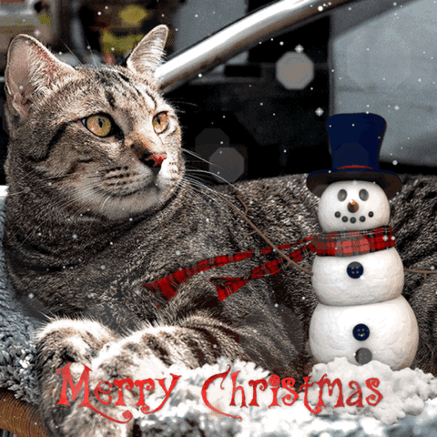 Christmas Cats GIF