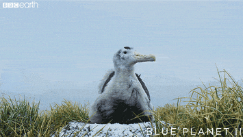blue planet bird GIF by BBC Earth