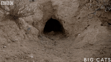 africa wildcat GIF by BBC