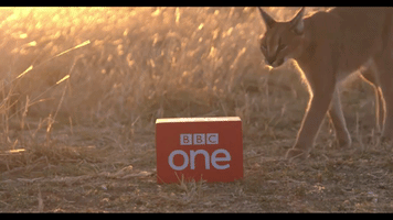 bbcbigcats GIF by BBC
