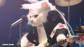 Japan Cats GIF