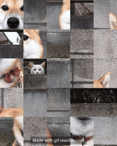 meofans cats meow GIF