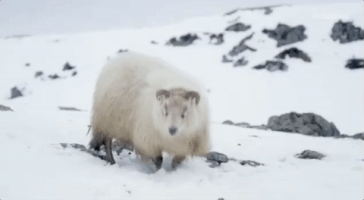 Viceland GIF by Dead Set on Life