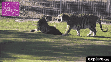 big cats love GIF by explore.org