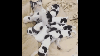 Yuriy  GIF
