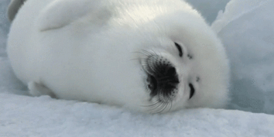 medob  GIF