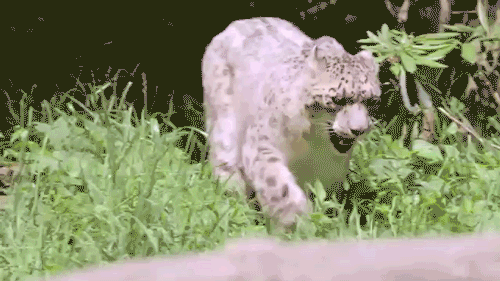 Animal Planet GIF - Find & Share on GIPHY