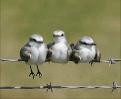 virjinie  GIF