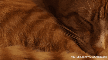 cat tongue GIF by PBS Digital Studios