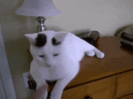 smart cat GIF by Product Hunt