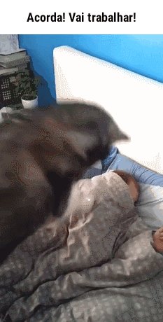 LoboTomy  GIF
