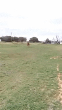 doldwaas  GIF