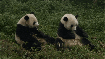 rico pandas GIF by Neon Panda MX