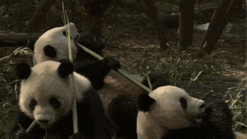 pandas picnic GIF by Neon Panda MX